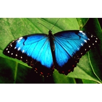 Morpho peleides 2 pupae Morpho peleides 2 pupae